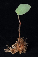 overview of bare root plant