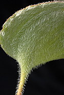 hairy leaf underside detail
