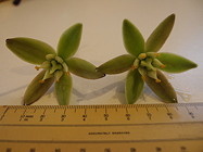 two 5 dm (50 cm) wide flowers