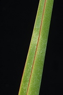 leaf detail, red stripe in the middle