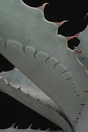 leaf and spine detail