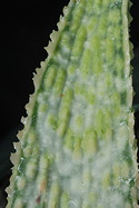 green-white leaf detail