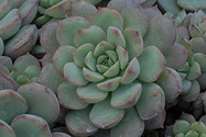rosette top view