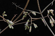 flowers, buds, branches