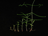 Six bare-root specimens at different stages of development, showing the progression of vining.