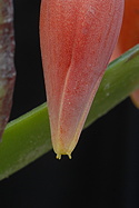 flower close detail, showing the udder-like tips