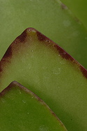 leaf margins detail
