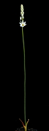 overview, showing tall inflorescence of seedling
