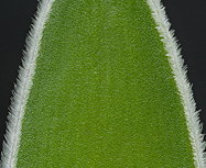 leaf detail, showing fuzzy white margins