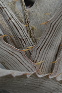 leaf margin detail