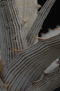 leaves close, showing stripe pattern