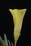 flower side detail