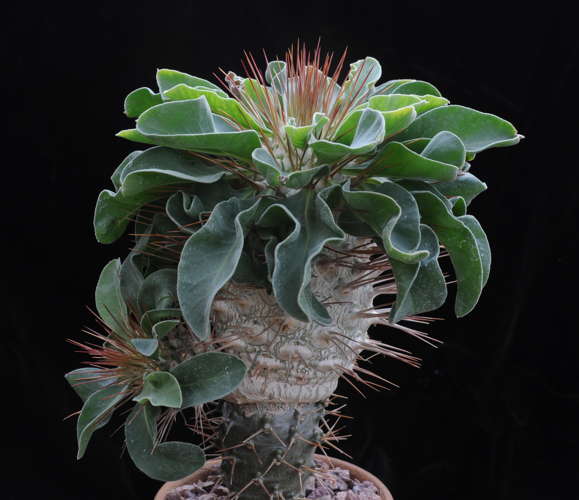 overview, grafted to P. lameri