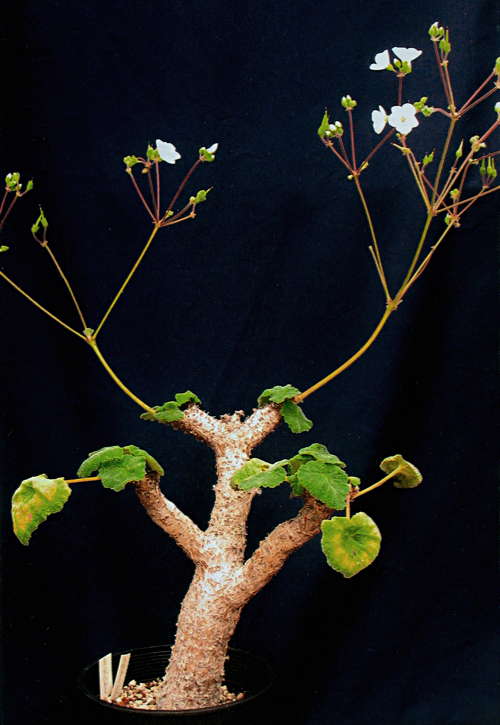 Pelargonium cotyledonis 'Ventnor'