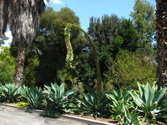 inflorescense arching over road, Huntington Cactus Garden
