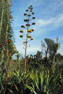 tall inflorescence