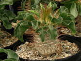 grafted to P. saundersii