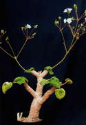Pelargonium cotyledonis 'Ventnor'