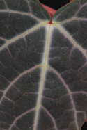 top leaf vein detail showing strong contrast between yellow/white veins and the green remainder