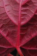 reddish purple leaf bottom detail