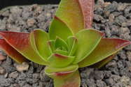 base plant, leaves
