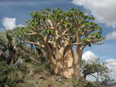 mature plant, prominent on hillside