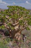mature example, dwarfing an adult man, leaning against its trunk