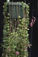 cascading out of a hanging pot