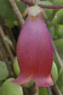 single flower, extreme close-up detail