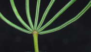 palmate leaf detail