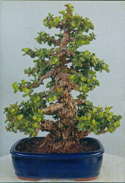 bonsai tree-shaped form, trained by Frank Yee