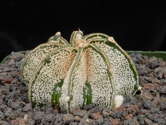Astrophytum capricorne seedling