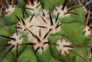 seedling spines with fuzz