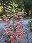 inflorescence in cultivation