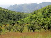 habitat, Combretum and Acacia woodland with Hyparrhenia grass