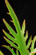 pinnatifid leaf