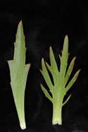 leaves of v. dissecta (L) and ISI 2016-16 (R)