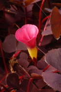 flower side view, showing yellow throat