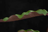leaf detail 1
