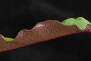 leaf vein detail