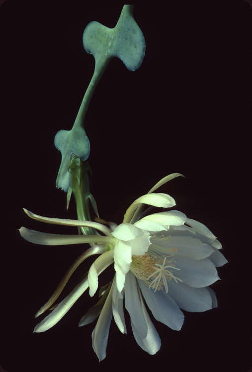flowering stem