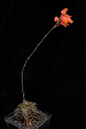 flowering rosette