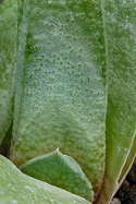 glaucous leaf