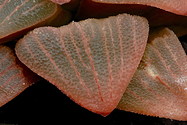 leaf detail