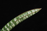 leaf tip