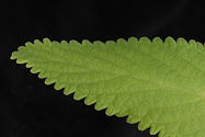 crenate leaf margin