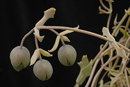 stem detail with buds and leaves