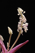 tight and loose inflorescence