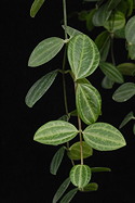 stem with leaves