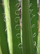 marginal leaf filaments close